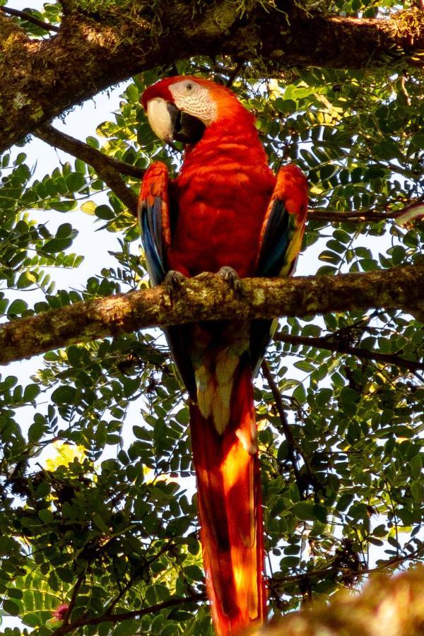 Oso De Osa Hotel Sierpe Luaran gambar