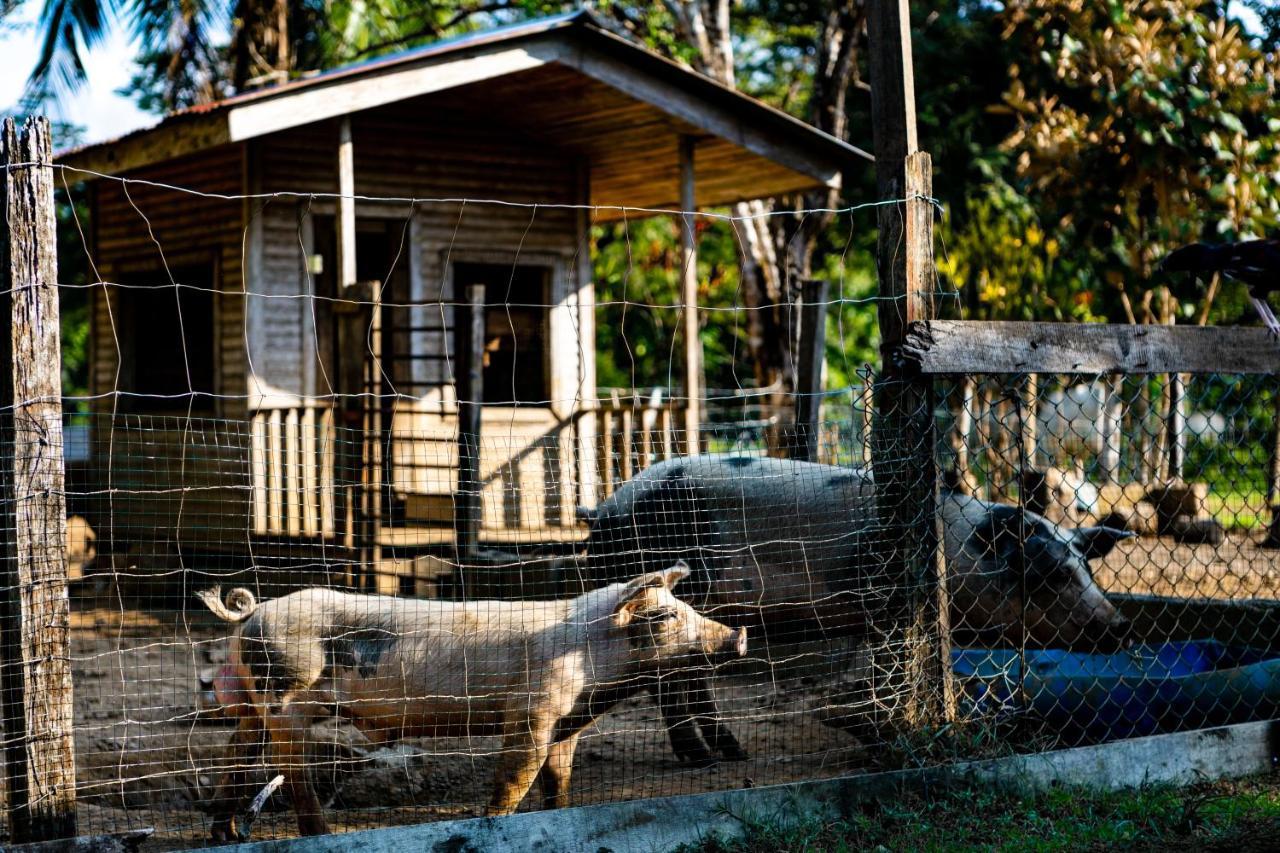 Oso De Osa Hotel Sierpe Luaran gambar