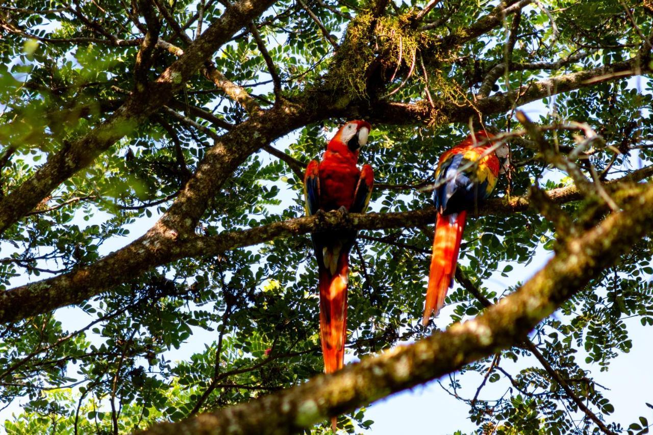 Oso De Osa Hotel Sierpe Luaran gambar