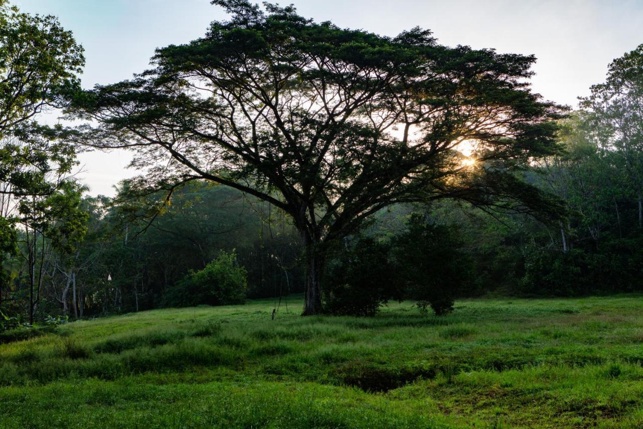 Oso De Osa Hotel Sierpe Luaran gambar